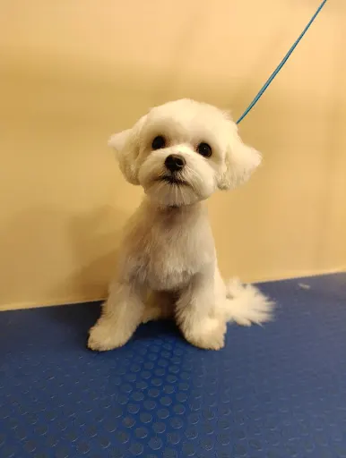 Wyczesane- Spa Pupila